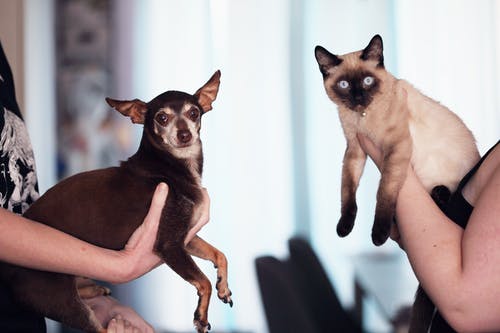 Gum Disease Prevention for Your Pet Dog