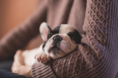How Can Boarding Services Positively Impact Your Dog’s Behavior?