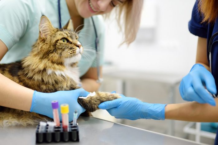 Why Are Accurate Diagnostics Crucial Before Pet Surgery?