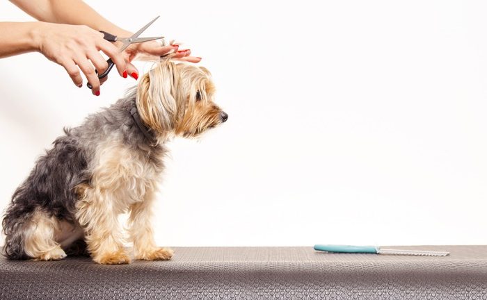 When Is the Best Time to Schedule a Mobile Pet Grooming?